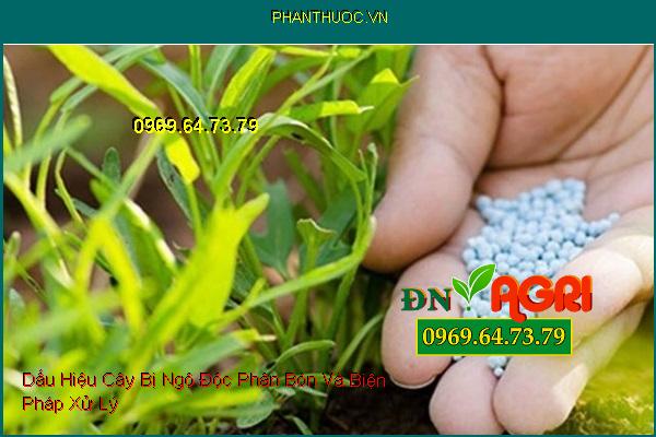 Dấu Hiệu Cây Bị Ngộ Độc Phân Bón Và Biện Pháp Xử Lý