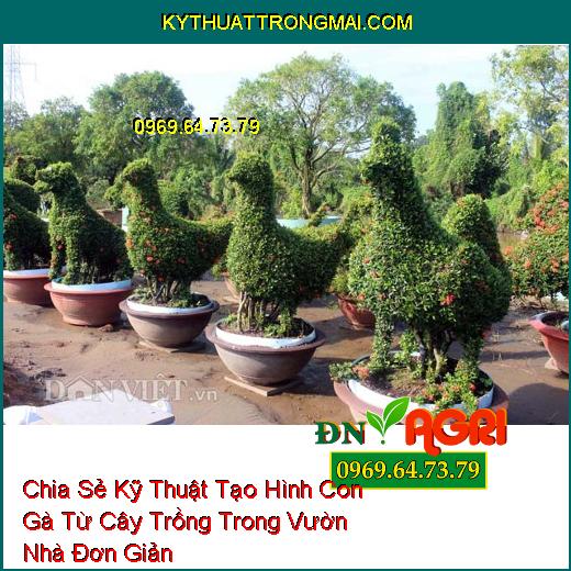 Chia Sẻ Kỹ Thuật Tạo Hình Con Gà Từ Cây Trồng Trong Vườn Nhà Đơn Giản