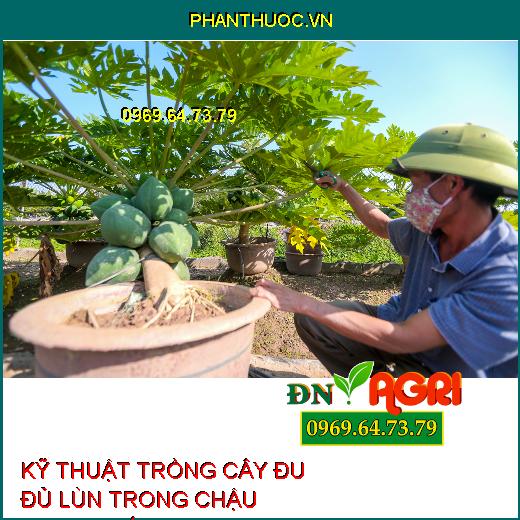 KỸ THUẬT TRỒNG CÂY ĐU ĐỦ LÙN TRONG CHẬU CHƯNG TẾT