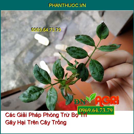 Các Giải Pháp Phòng Trừ Bọ Trĩ Gây Hại Trên Cây Trồng