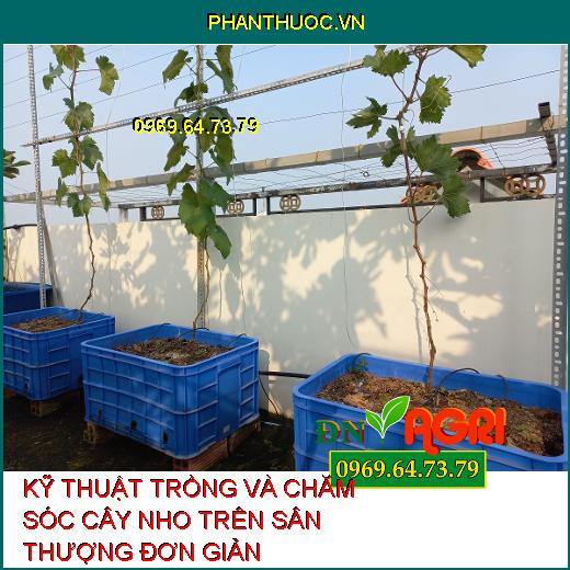 KỸ THUẬT TRỒNG VÀ CHĂM SÓC CÂY NHO TRÊN SÂN THƯỢNG ĐƠN GIẢN