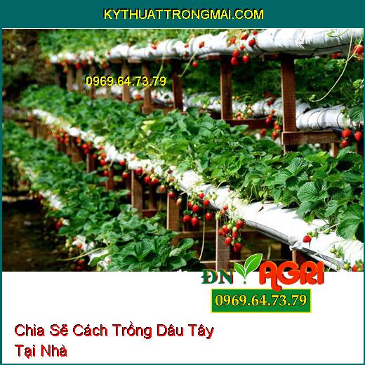 Chia Sẽ Cách Trồng Dâu Tây Tại Nhà