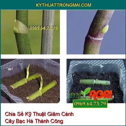 Chia Sẻ Kỹ Thuật Giâm Cành Cây Bạc Hà Thành Công Mà Không Phải Ai Cũng Biết