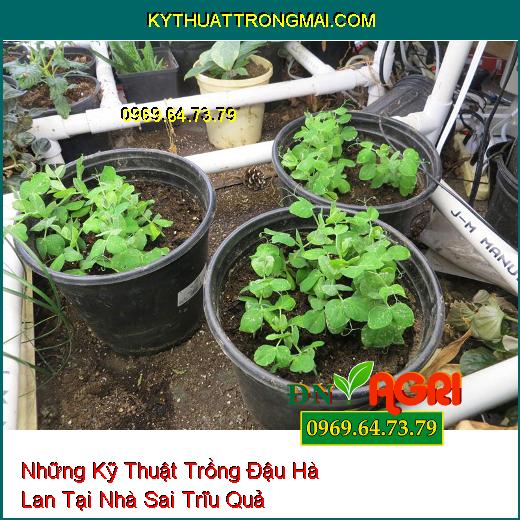 Những Kỹ Thuật Trồng Đậu Hà Lan Tại Nhà Sai Trĩu Quả Mà Chất Lượng