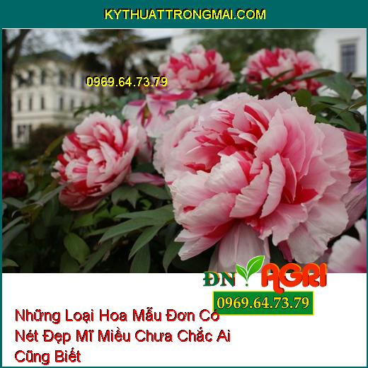 Những Loại Hoa Mẫu Đơn Có Nét Đẹp Mĩ Miều Chưa Chắc Ai Cũng Biết