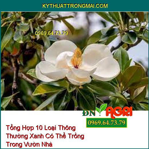 Tổng Hợp 10 Loại Thông Thường Xanh Có Thể Trồng Trong Vườn Nhà