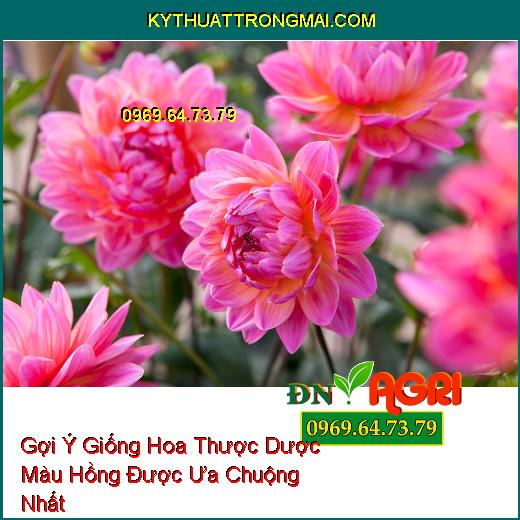 Gợi Ý Giống Hoa Thược Dược Màu Hồng Được Ưa Chuộng Nhất