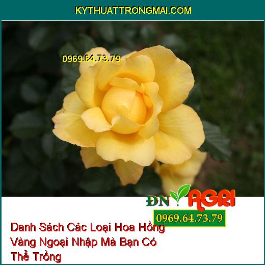 Danh Sách Các Loại Hoa Hồng Vàng Ngoại Nhập Mà Bạn Có Thể Trồng  