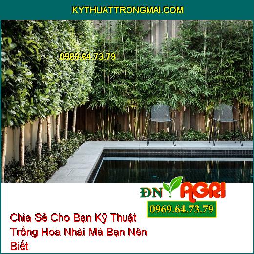 Chia Sẻ Cho Bạn Kỹ Thuật Trồng Hoa Nhài Mà Bạn Nên Biết