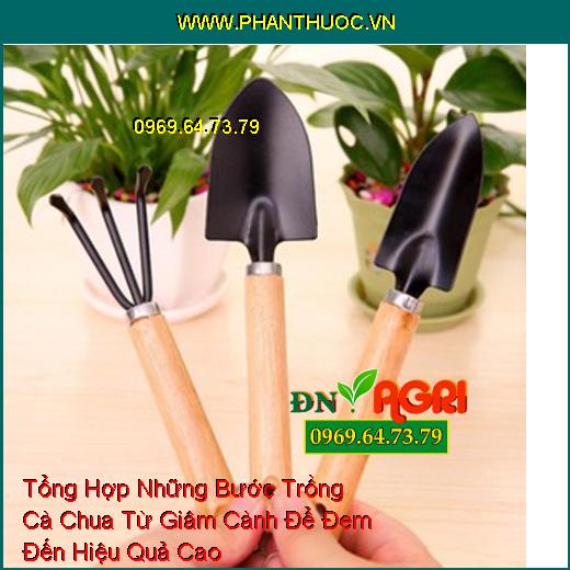 Tổng Hợp Những Bước Trồng Cà Chua Từ Giâm Cành Để Đem Đến Hiệu Quả Cao