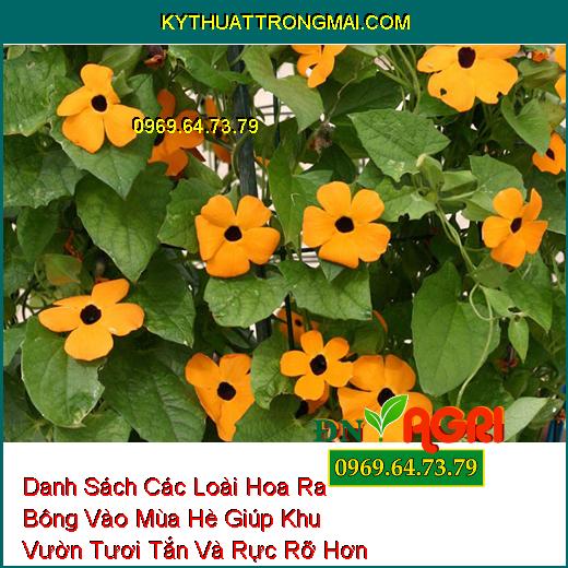 Danh Sách Các Loài Hoa Ra Bông Vào Mùa Hè Giúp Khu Vườn Tươi Tắn Và Rực Rỡ Hơn