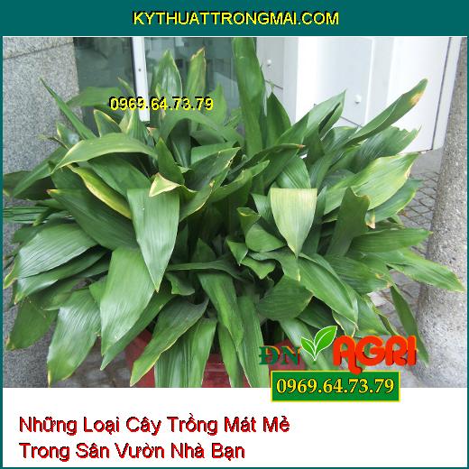 Những Loại Cây Trồng Mát Mẻ Trong Sân Vườn Nhà Bạn