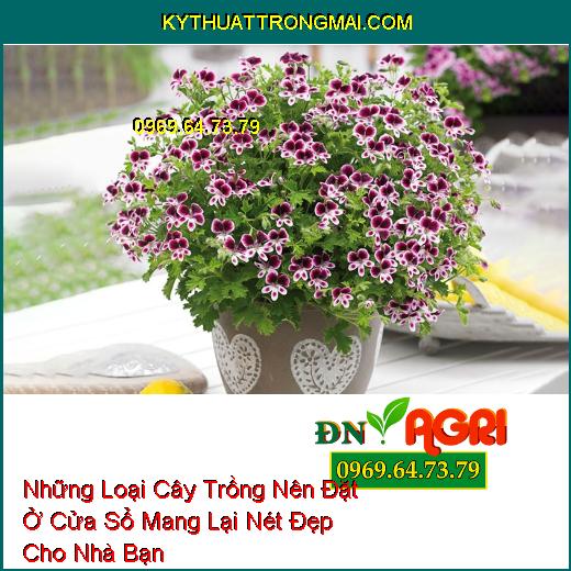 Những Loại Cây Trồng Nên Đặt Ở Cửa Sổ Mang Lại Nét Đẹp Cho Nhà Bạn