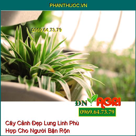 7 Loại Cây Cảnh Đẹp Lung Linh Phù Hợp Cho Người Bận Rộn Không Có Thời Gian Chăm Sóc