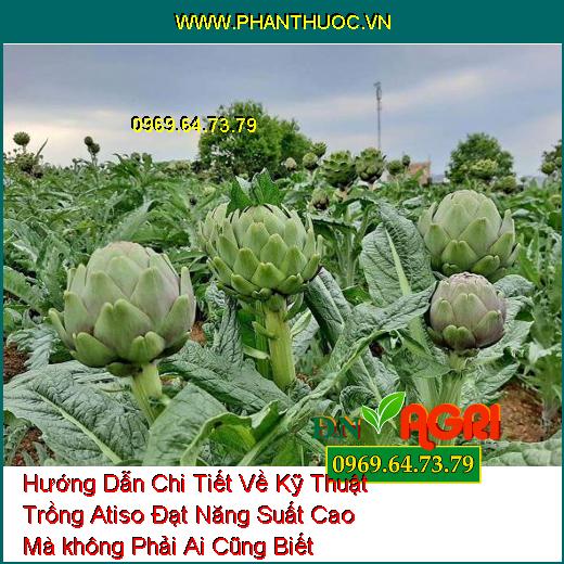 Hướng Dẫn Chi Tiết Về Kỹ Thuật Trồng Atiso Đạt Năng Suất Cao Mà không Phải Ai Cũng Biết