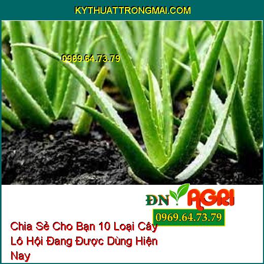 Chia Sẻ Cho Bạn 10 Loại Cây Lô Hội Đang Được Dùng Hiện Nay