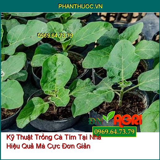 Kỹ Thuật Trồng Cà Tím Tại Nhà Hiệu Quả Mà Cực Đơn Giản