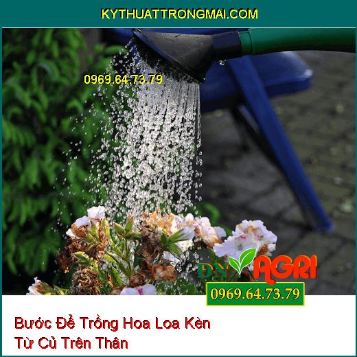 Bước Để Trồng Hoa Loa Kèn Từ Củ Trên Thân