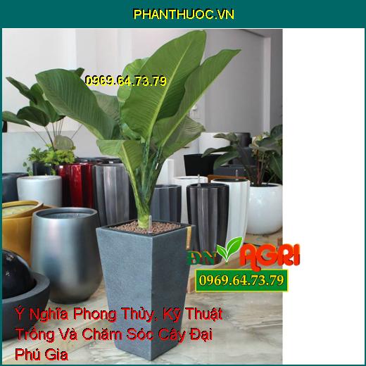 Ý Nghĩa Phong Thủy, Kỹ Thuật Trồng Và Chăm Sóc Cây Đại Phú Gia 