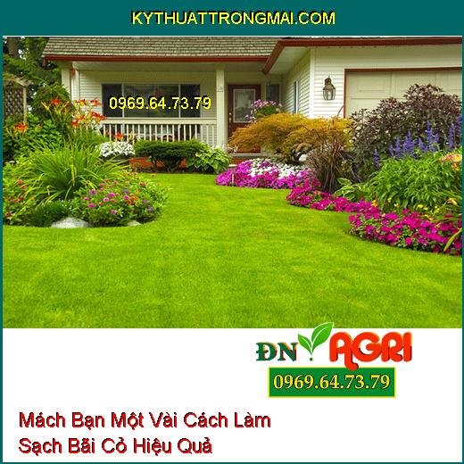 Mách Bạn Một Vài Cách Làm Sạch Bãi Cỏ Hiệu Quả 