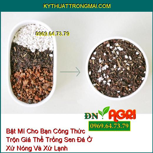 Bật Mí Cho Bạn Công Thức Trộn Giá Thể Trồng Sen Đá Ở Xứ Nóng Và Xứ Lạnh