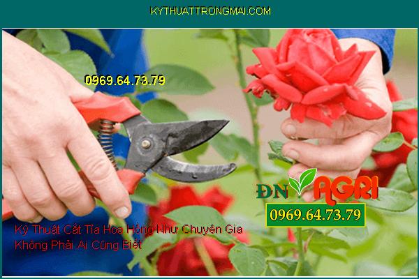 Kỹ Thuật Cắt Tỉa Hoa Hồng Như Chuyên Gia Không Phải Ai Cũng Biết