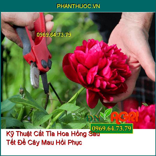 Kỹ Thuật Cắt Tỉa Hoa Hồng Sau Tết Để Cây Mau Hồi Phục