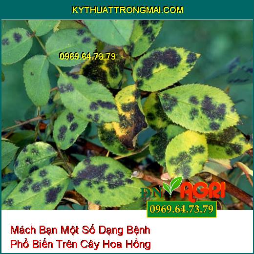 Mách Bạn Một Số Dạng Bệnh Phổ Biến Trên Cây Hoa Hồng