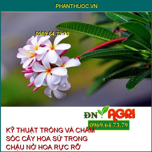 KỸ THUẬT TRỒNG VÀ CHĂM SÓC CÂY HOA SỨ TRONG CHẬU NỞ HOA RỰC RỠ