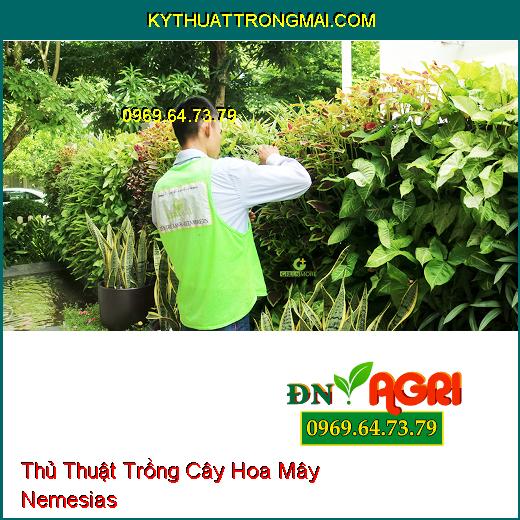 Thủ Thuật Trồng Cây Hoa Mây Nemesias