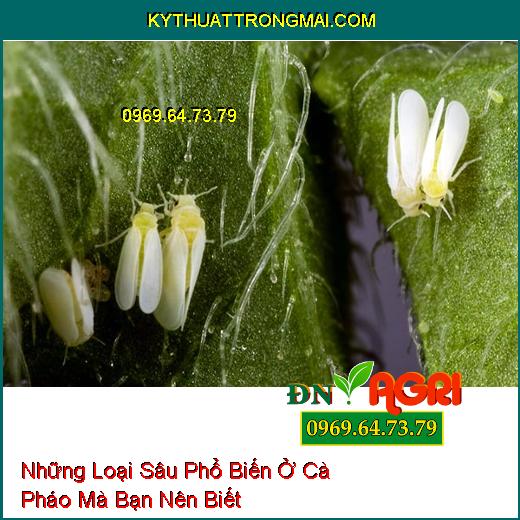 Những Loại Sâu Phổ Biến Ở Cà Pháo Mà Bạn Nên Biết