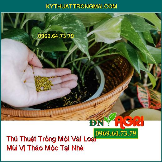 Một Vài Loại Mùi Vị Thảo Mộc