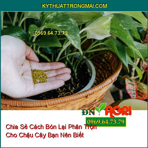 Chia Sẻ Cách Bón Lại Phân Trộn Cho Chậu Cây Bạn Nên Biết