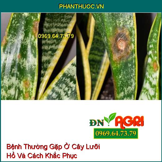 5 Bệnh Thường Gặp Ở Cây Lưỡi Hổ Và Cách Khắc Phục