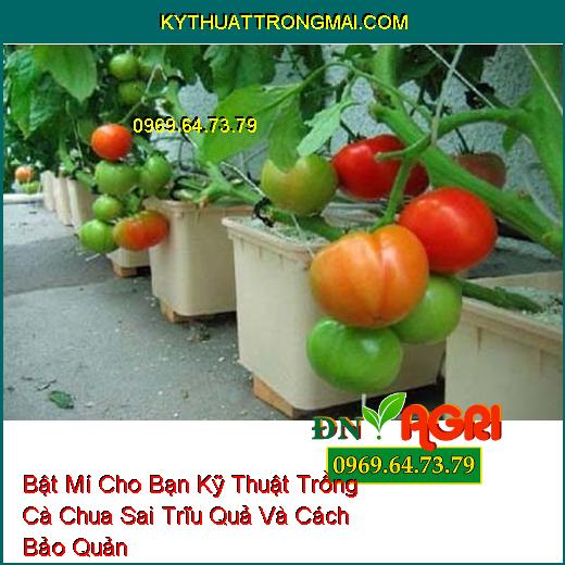 Bật Mí Cho Bạn Kỹ Thuật Trồng Cà Chua Sai Trĩu Quả Và Cách Bảo Quản