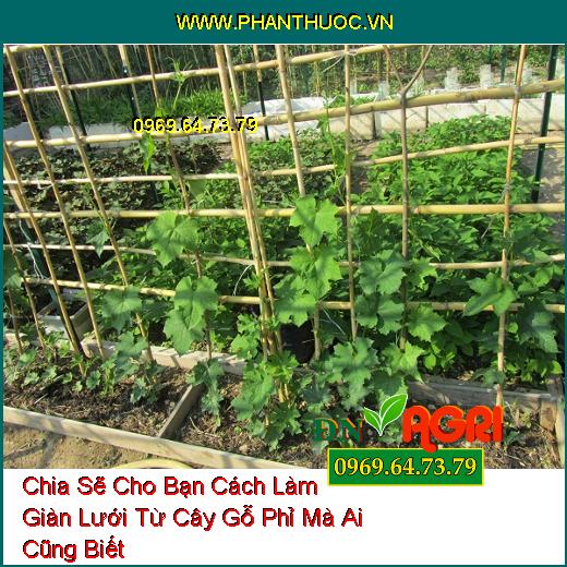 Chia Sẽ Cho Bạn Cách Làm Giàn Lưới Từ Cây Gỗ Phỉ Mà Ai Cũng Biết