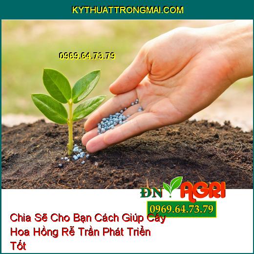 Chia Sẽ Cho Bạn Cách Giúp Cây Hoa Hồng Rễ Trần Phát Triển Tốt 