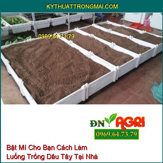 Bật Mí Cho Bạn Cách Làm Luống Trồng Dâu Tây Tại Nhà Mà Ai Cũng Phải Biết