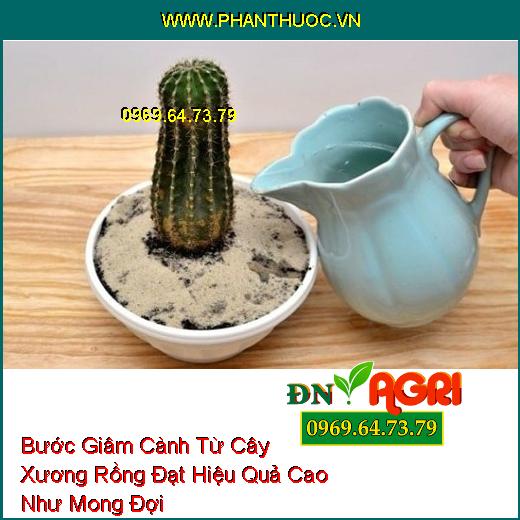 Bước Giâm Cành Từ Cây Xương Rồng Đạt Hiệu Quả Cao Như Mong Đợi