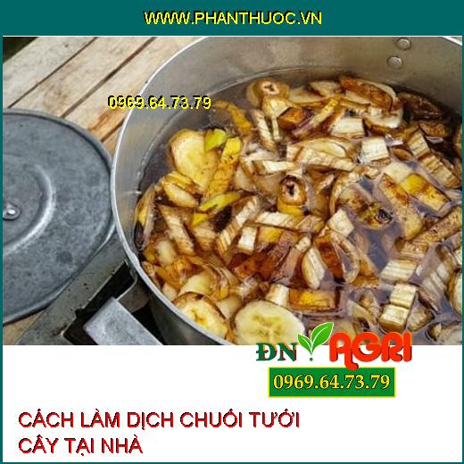 3 bước làm dịch chuối tưới cây đơn giản, dễ thực hiện tại nhà