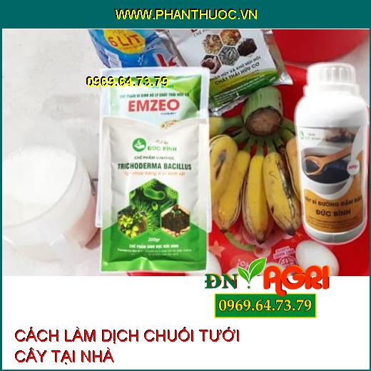 3 bước làm dịch chuối tưới cây đơn giản, dễ thực hiện tại nhà