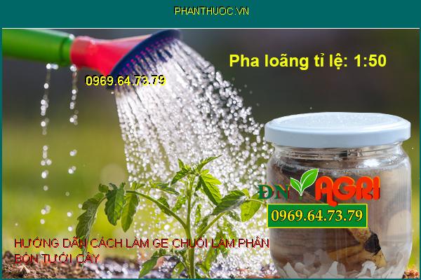 HƯỚNG DẪN CÁCH LÀM GE CHUỐI LÀM PHÂN BÓN TƯỚI CÂY 