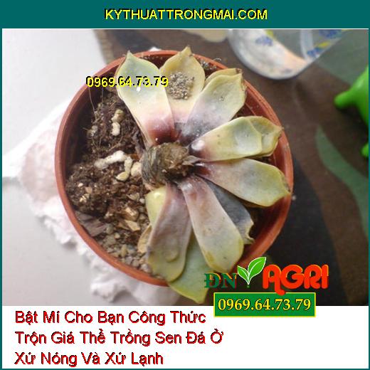 Bật Mí Cho Bạn Công Thức Trộn Giá Thể Trồng Sen Đá Ở Xứ Nóng Và Xứ Lạnh