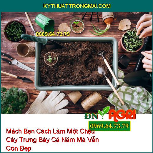 Mách Bạn Cách Làm Một Chậu Cây Trưng Bày Cả Năm Mà Vẫn Còn Đẹp