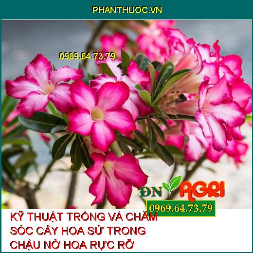 KỸ THUẬT TRỒNG VÀ CHĂM SÓC CÂY HOA SỨ TRONG CHẬU NỞ HOA RỰC RỠ