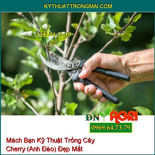 Mách Bạn Kỹ Thuật Trồng Cây Cherry (Anh Đào) Đẹp Mắt