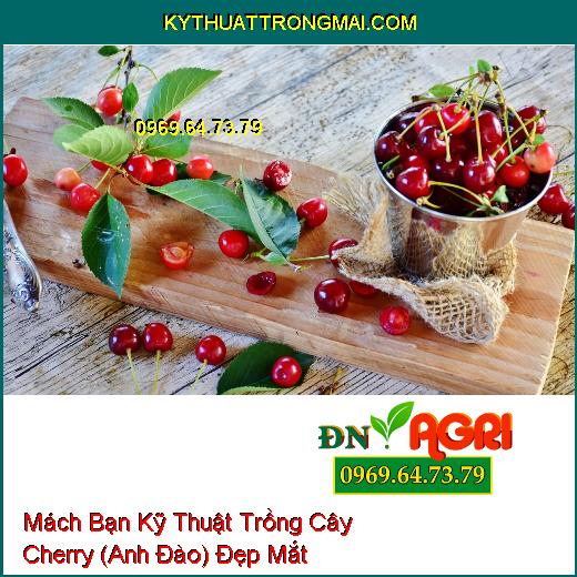 Mách Bạn Kỹ Thuật Trồng Cây Cherry (Anh Đào) Đẹp Mắt