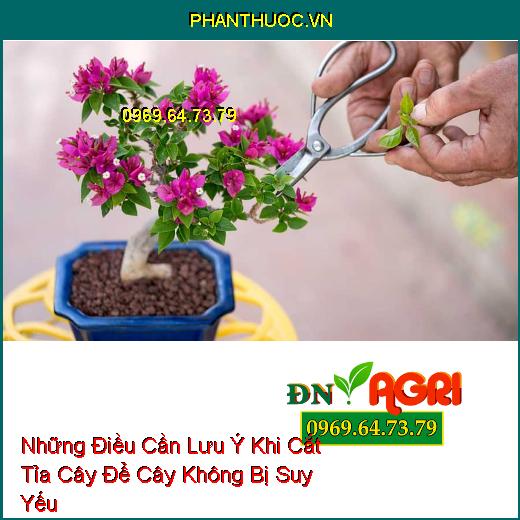 Những Điều Cần Lưu Ý Khi Cắt Tỉa Cây Để Cây Không Bị Suy Yếu