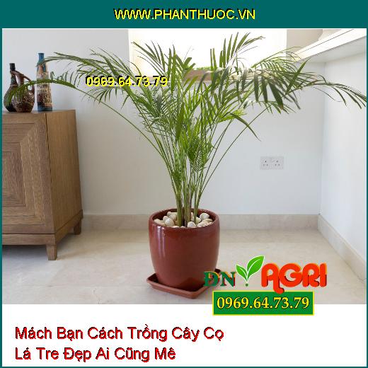 Mách Bạn Cách Trồng Cây Cọ Lá Tre Đẹp Ai Cũng Mê