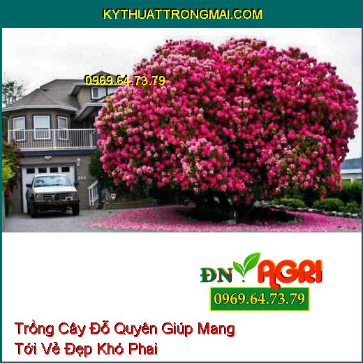 Trồng Cây Đỗ Quyên Giúp Mang Tới Vẻ Đẹp Khó Phai